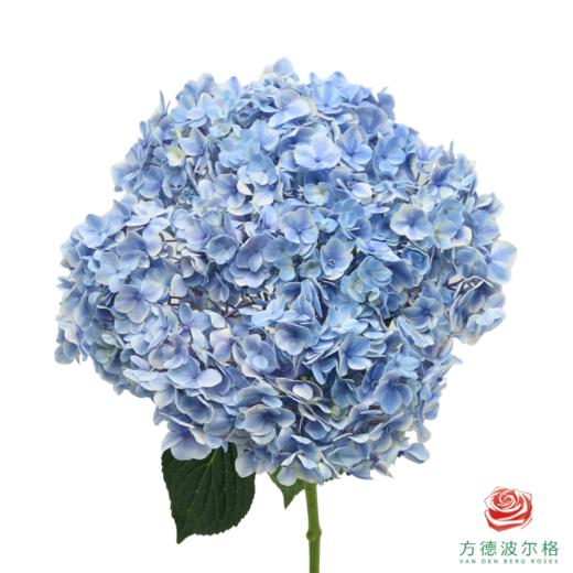 市场绣球 拇指薄荷  1枝 商品图0