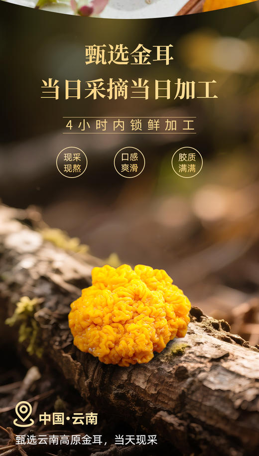 藏地金稞金耳3盒装 商品图5