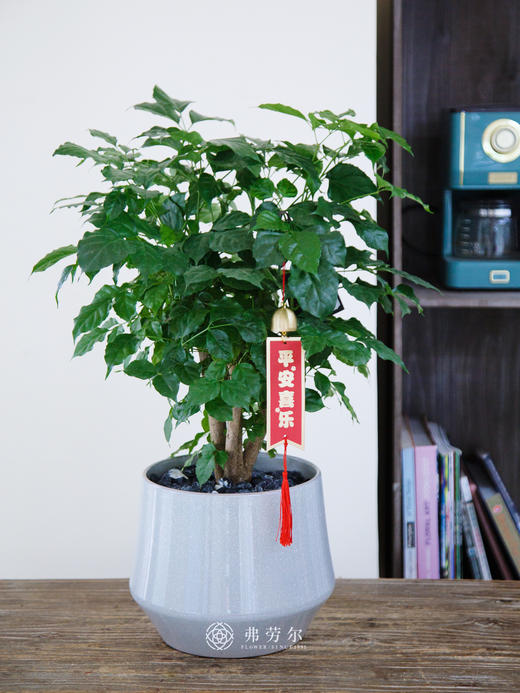 台面绿宝 商品图0