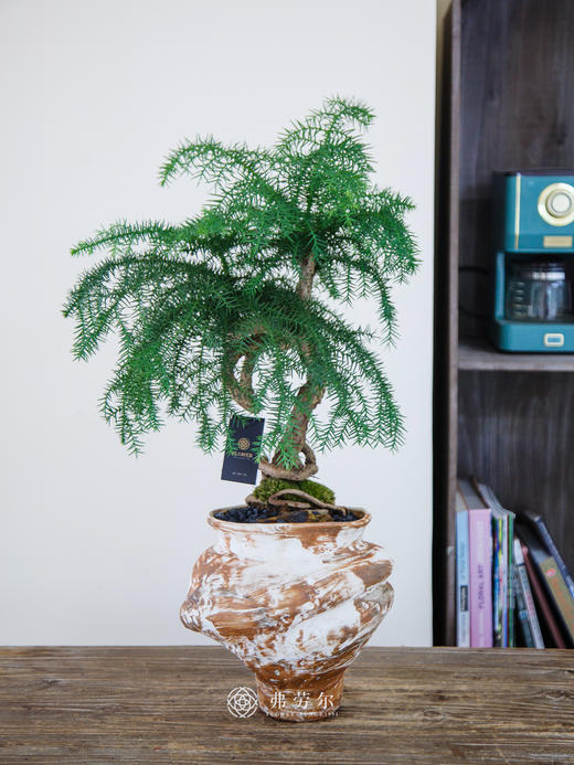 澳洲松 商品图0