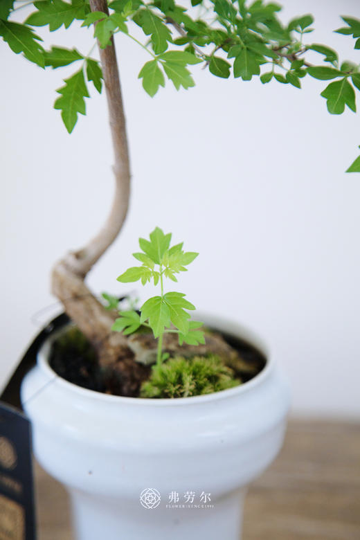 小叶黄荆 商品图2