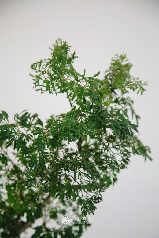 造型细叶福禄桐 商品图2