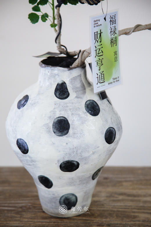 芹叶福禄桐 商品图2