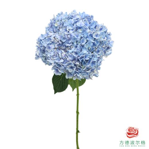 市场绣球 拇指薄荷  1枝 商品图1