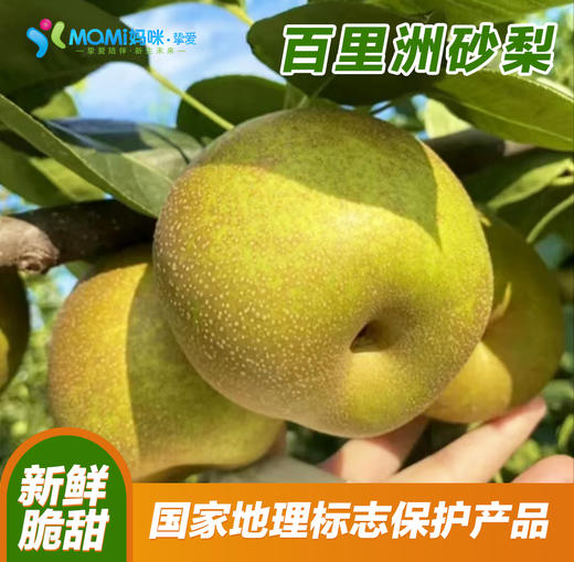 2025年‘桃梨节’第一季正宗湖北省枝江市百里洲砂梨手工现摘现发高档水果（生鲜水果新疆，青海，内蒙古，黑龙江，吉林，不能发货） 商品图2