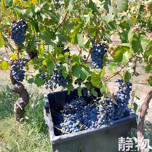 「春风」巴贝拉干红葡萄酒/有机自然酒750ml｜意大利【Y】 商品图4