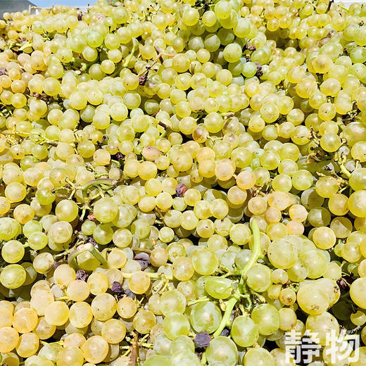 「饮者」霞多丽干白葡萄酒/有机自然酒750ml｜意大利【Y】 商品图4