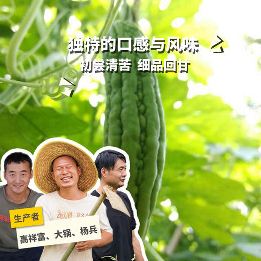 生态苦瓜 | 绿家自产*Eco-momordica charantia | Self-production 商品图0