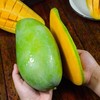 广西金煌芒果一级2.25kg（单果400g+） 商品缩略图3