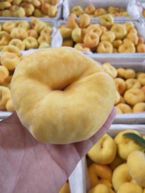 山东蒙阴黄金毛蟠桃4.5斤装（9-15个） 商品图9