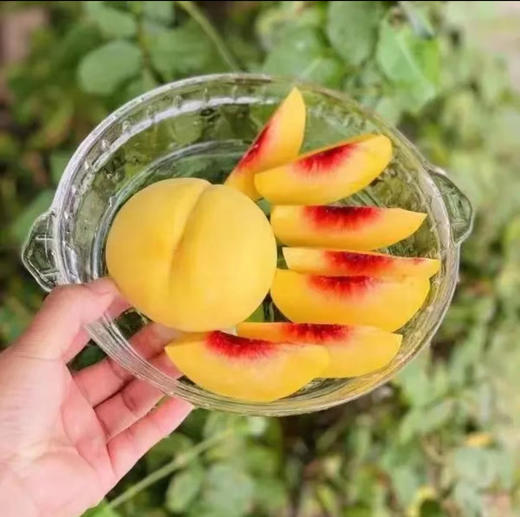 【严选】江陵三湖农场桃皇礼盒精品8个装 （单枚重量6-8两） 商品图1