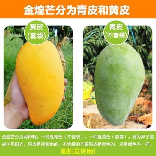 广西金煌芒果一级2.25kg（单果400g+） 商品图1