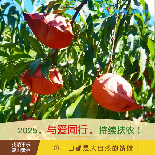 2025年‘桃梨节’第七季正宗湖南株洲炎陵高山黄桃手工现摘现发10斤新鲜高山红心桃高档水果（生鲜水果东北三省，新疆，西藏，内蒙古不能发货） 商品图5