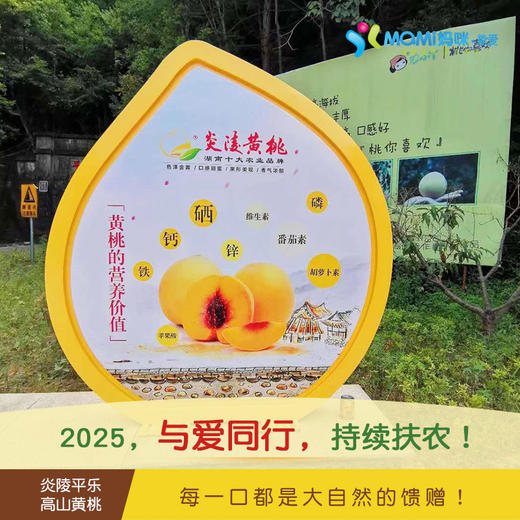 2025年‘桃梨节’第七季正宗湖南株洲炎陵高山黄桃手工现摘现发10斤新鲜高山红心桃高档水果（生鲜水果东北三省，新疆，西藏，内蒙古不能发货） 商品图7