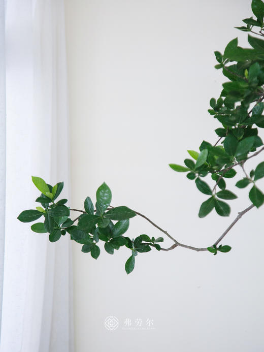 海岛栀子花 商品图1