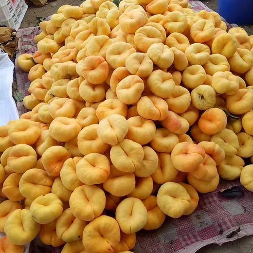 山东蒙阴黄金毛蟠桃4.5斤装（9-15个） 商品图8