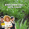 生态空心菜 | 绿家自产* Eco-mater convolvulus | Self-production| 商品缩略图0