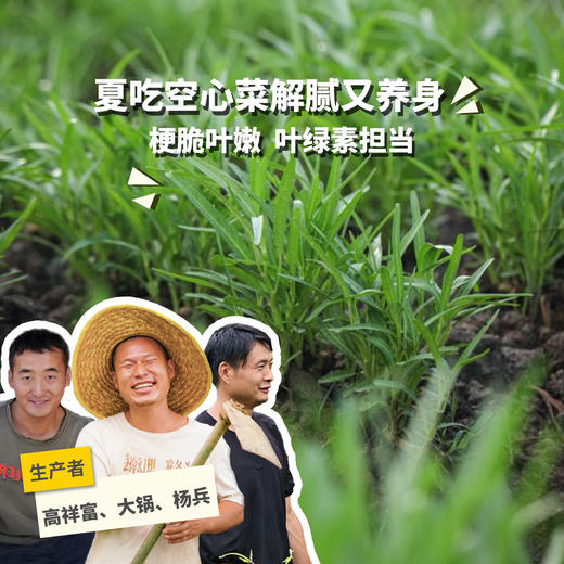 生态空心菜 | 绿家自产* Eco-mater convolvulus | Self-production| 商品图0