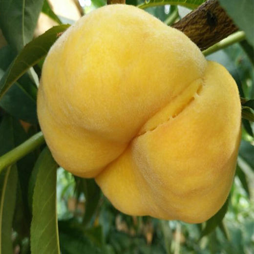 山东蒙阴黄金毛蟠桃4.5斤装（9-15个） 商品图6