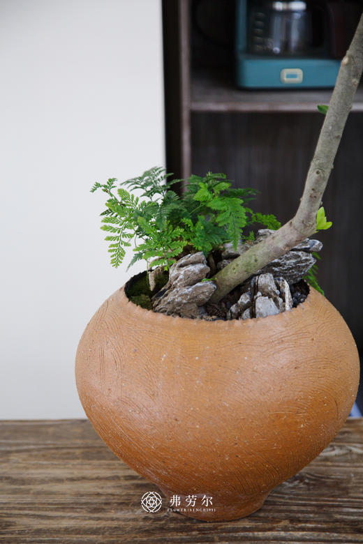 海岛栀子花 商品图2