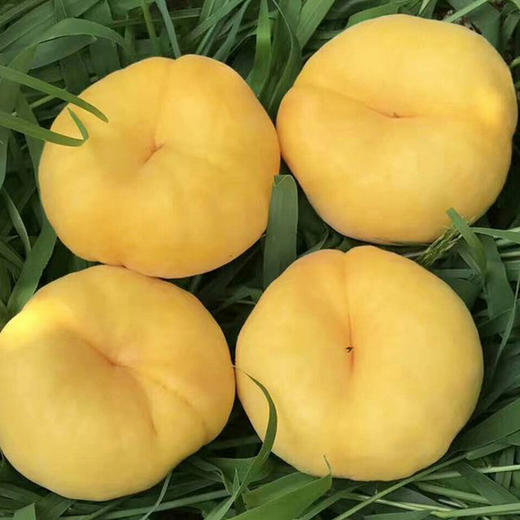 山东蒙阴黄金毛蟠桃4.5斤装（9-15个） 商品图7