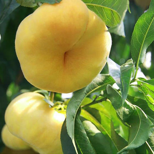 山东蒙阴黄金毛蟠桃4.5斤装（9-15个） 商品图5