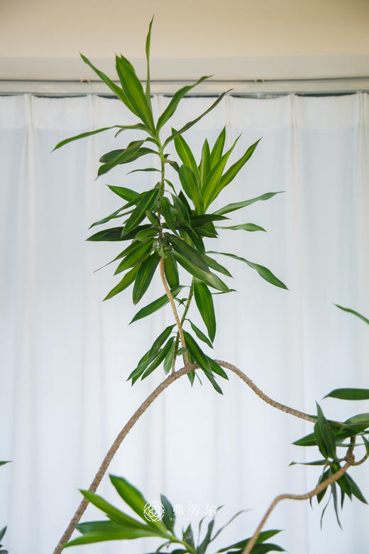 造型百合竹 商品图2