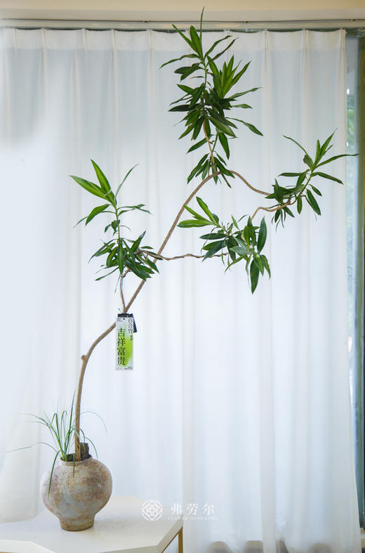 造型百合竹 商品图0