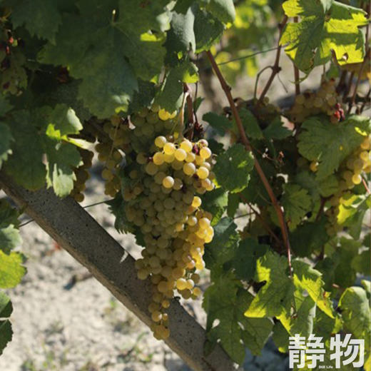 「令狐」莫斯卡托起泡干白葡萄酒/有机自然酒750ml｜意大利【Y】 商品图1