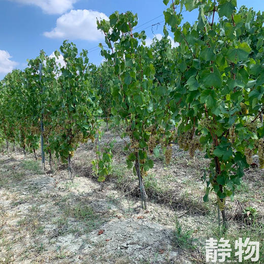 「饮者」霞多丽干白葡萄酒/有机自然酒750ml｜意大利【Y】 商品图3