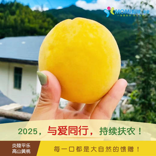 2025年‘桃梨节’第七季正宗湖南株洲炎陵高山黄桃手工现摘现发10斤新鲜高山红心桃高档水果（生鲜水果东北三省，新疆，西藏，内蒙古不能发货） 商品图8