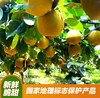 2025年‘桃梨节’第一季正宗湖北省枝江市百里洲砂梨手工现摘现发高档水果（生鲜水果新疆，青海，内蒙古，黑龙江，吉林，不能发货） 商品缩略图4