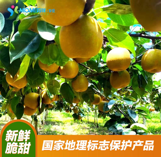 2025年‘桃梨节’第一季正宗湖北省枝江市百里洲砂梨手工现摘现发高档水果（生鲜水果新疆，青海，内蒙古，黑龙江，吉林，不能发货） 商品图4