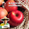 有机真的丑红富士苹果 | 合作生产 Organic-real ugly Fuji apple | Coproduction 商品缩略图0