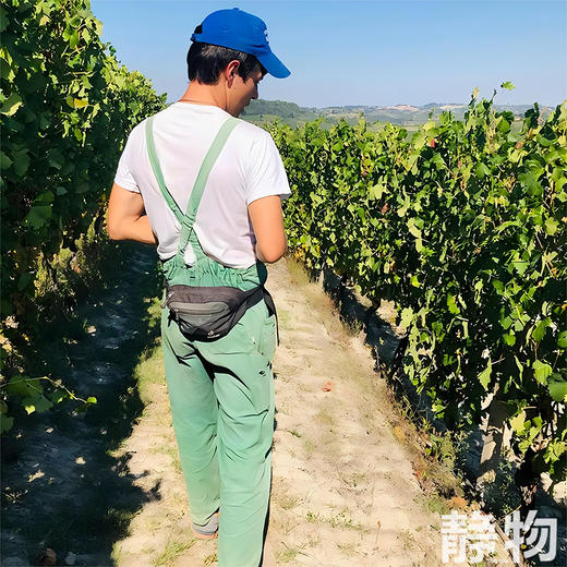 「春风」巴贝拉干红葡萄酒/有机自然酒750ml｜意大利【Y】 商品图5