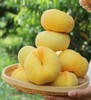 山东蒙阴黄金毛蟠桃4.5斤装（9-15个） 商品缩略图10
