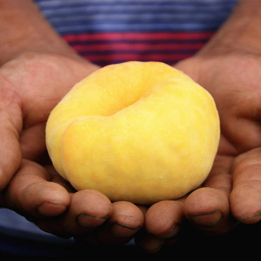 山东蒙阴黄金毛蟠桃4.5斤装（9-15个） 商品图0