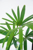 棕竹 商品缩略图2