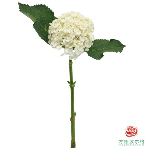 市场绣球-白色爆米花 商品图1