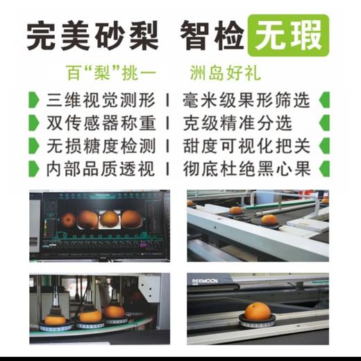 2025年‘桃梨节’第一季正宗湖北省枝江市百里洲砂梨手工现摘现发高档水果（生鲜水果新疆，青海，内蒙古，黑龙江，吉林，不能发货） 商品图5