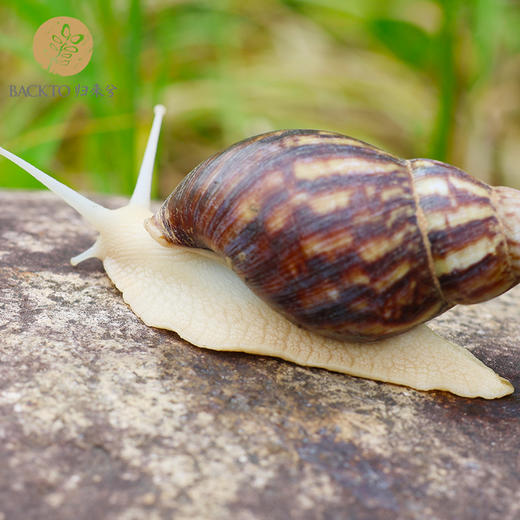 新品：中华白玉蜗牛（活体）16只盒装  全国配送（偏远地区除外） 商品图3