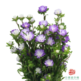 迷你菊 蓝色渐变