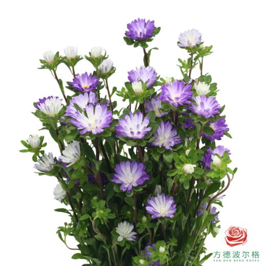 迷你菊 蓝色渐变 商品图0