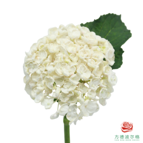 市场绣球-白色爆米花