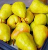 烟台梨3个装（450g~500g） 商品缩略图0