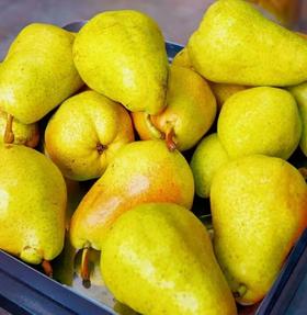 烟台梨3个装（450g~500g）