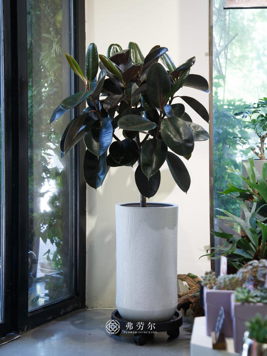 棒棒糖黑金刚 商品图0