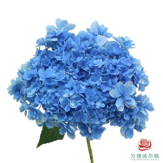 市场绣球-佳澄 商品图1