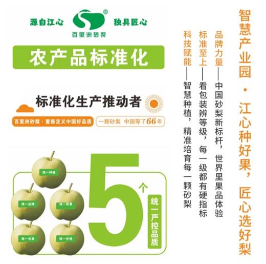2025年‘桃梨节’第一季正宗湖北省枝江市百里洲砂梨手工现摘现发高档水果（生鲜水果新疆，青海，内蒙古，黑龙江，吉林，不能发货） 商品图6