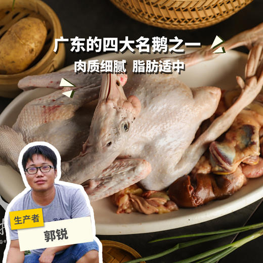 生态马岗鹅 | 合作生产* Eco- goose | Copruduction 商品图0